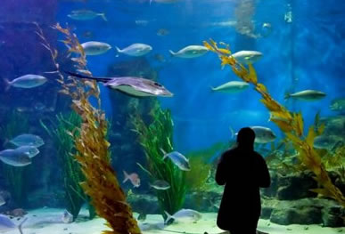 Melbourne Aquarium - Accommodation Brisbane 0