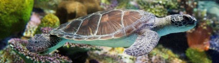 Melbourne Aquarium - Accommodation Brisbane 1
