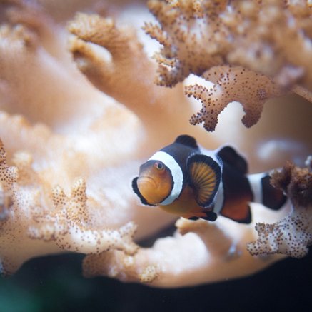 Melbourne Aquarium - Accommodation Brisbane 2