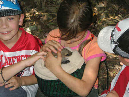 Koala Park Sanctuary - Accommodation Brisbane 3