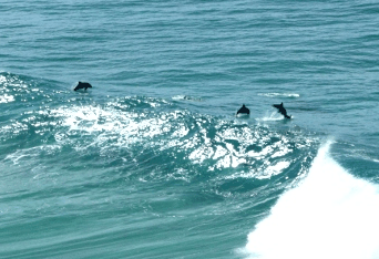 Beach Trekkers North Stradbroke Island - Accommodation Brisbane 2
