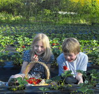 Blue Hills Berries  Cherries - Accommodation Brisbane