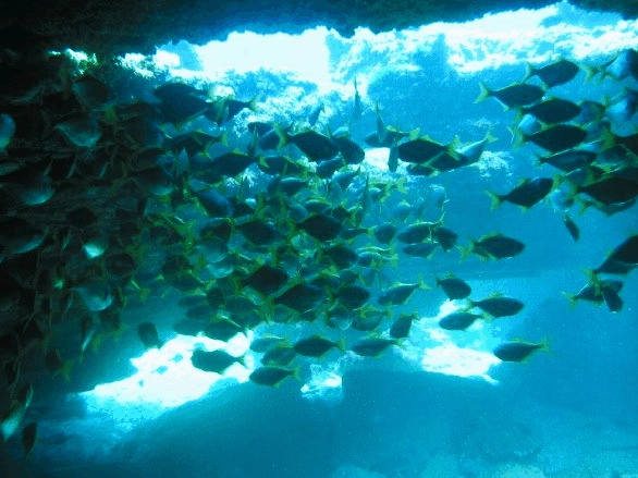 Big Cat Reality - Accommodation Brisbane 3