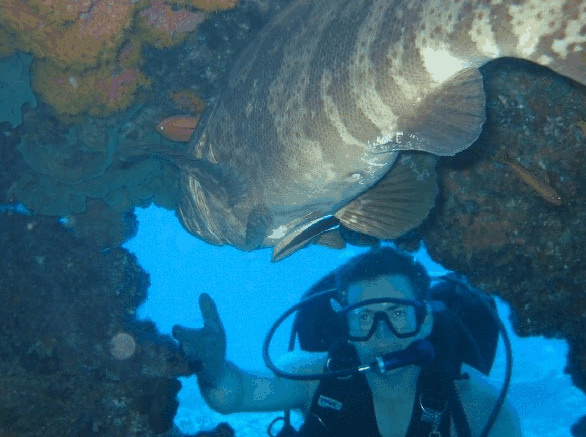 Big Cat Reality - Accommodation Brisbane 4