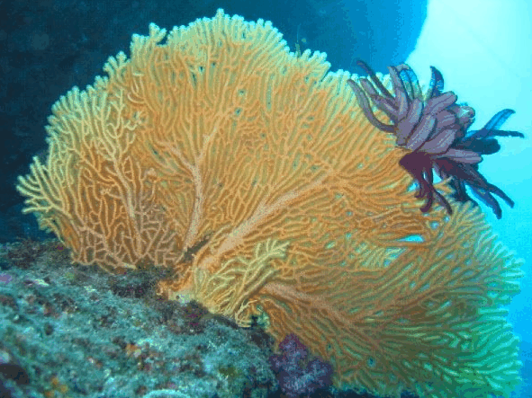 Big Cat Reality - Accommodation Brisbane 5