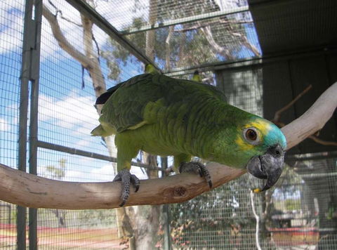 Darling Downs Zoo - Accommodation Brisbane 1