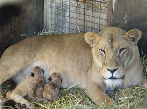 Darling Downs Zoo - Accommodation Brisbane 2