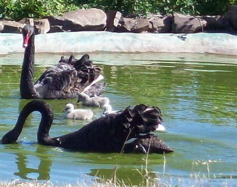 Darling Downs Zoo - Accommodation Brisbane 3