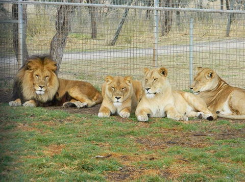 Darling Downs Zoo - Accommodation Brisbane 4