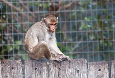 Darling Downs Zoo - Accommodation Brisbane 5