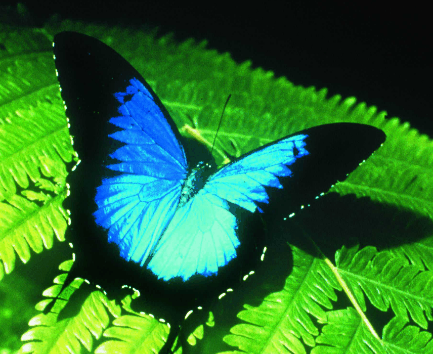 Australian Butterfly Sanctuary - Accommodation Brisbane 0