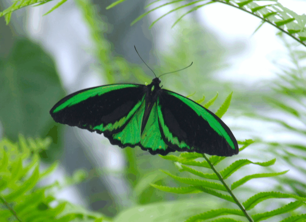 Australian Butterfly Sanctuary - Accommodation Brisbane 2