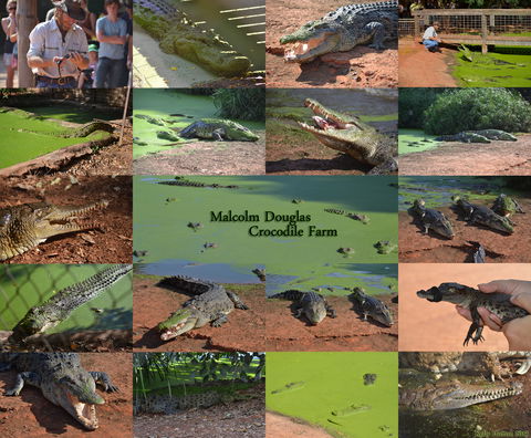 The Malcolm Douglas Crocodile Park - Accommodation Brisbane 0