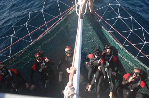 Dolphin Swim Australia - Accommodation Brisbane 4
