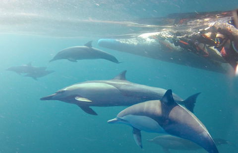 Dolphin Swim Australia - Accommodation Brisbane 5