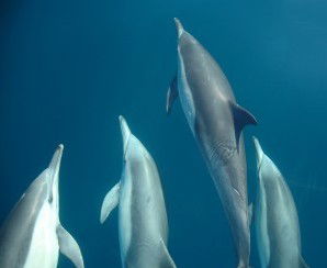 Dolphin Swim Australia - Accommodation Brisbane 6