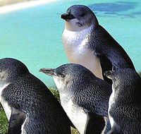 Rockingham Wild Encounters - Accommodation Brisbane