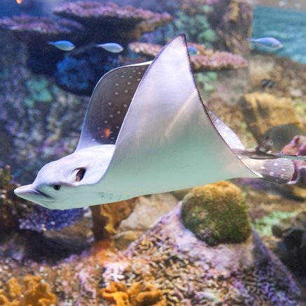 Melbourne Aquarium - Accommodation Brisbane 4