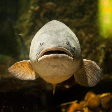 Melbourne Aquarium - Accommodation Brisbane 5