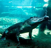 WILD LIFE Sydney Zoo - Accommodation Brisbane