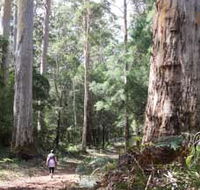 Warren River Loop Walk - Accommodation Brisbane
