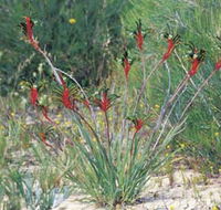 Kalbarri Wildflower Centre - Accommodation Brisbane
