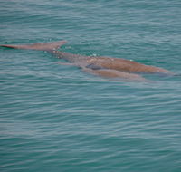 Dugongs - Accommodation Brisbane