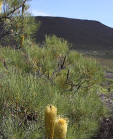 Accommodation Brisbane