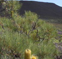 Lesueur Walk Trail Mount Lesueur - Accommodation Brisbane