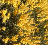 Dalwallinu Remnant Bushland - Accommodation Brisbane