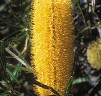 Moore River National Park - Accommodation Brisbane