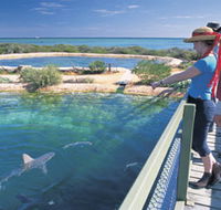 Shark Bay Marine Park - Accommodation Brisbane