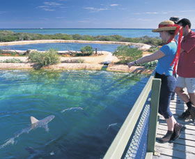 Shark Bay Marine Park - Accommodation Brisbane 0