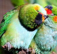Rainbow Jungle - The Australian Parrot Breeding Centre - Accommodation Brisbane