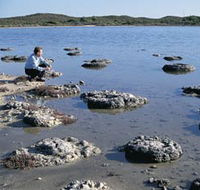 Lake Thetis Stromatolites - Accommodation Brisbane