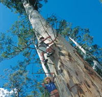 Dave Evans Bicentennial Tree - Accommodation Brisbane