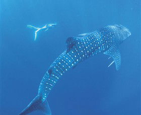 Ningaloo Marine Park - Accommodation Brisbane 0