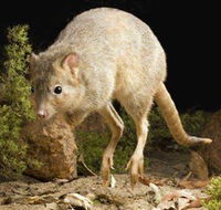 Kanyana Wildlife - Accommodation Brisbane