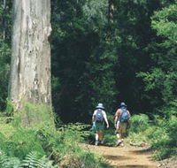 Gloucester Tree - Accommodation Brisbane