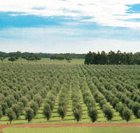 Fini Olives - Accommodation Brisbane