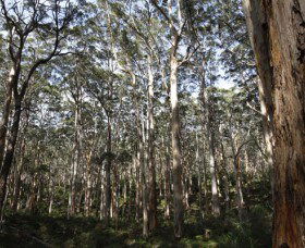 Boranup Karri Forest - Accommodation Brisbane 0