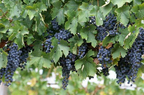 Capel WA Accommodation Brisbane