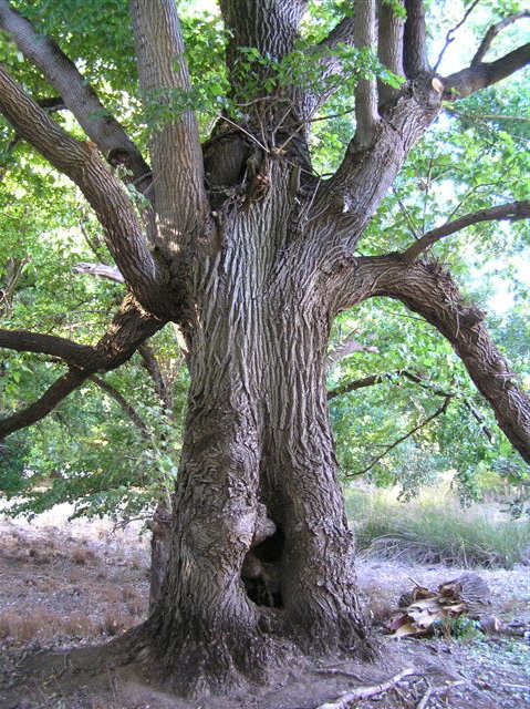 Golden Valley Tree Park - Accommodation Brisbane 2