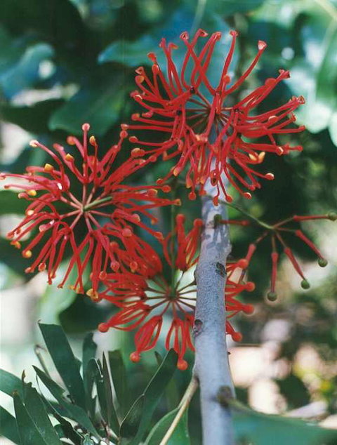 Golden Valley Tree Park - Accommodation Brisbane 4