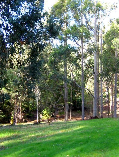 Golden Valley Tree Park - Accommodation Brisbane 6