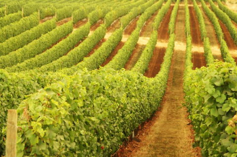 Cullen Wines - Accommodation Brisbane 0