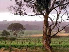 Yangarra Estate Vineyard - Accommodation Brisbane 0
