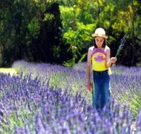 Brayfield Park Lavender Farm - Accommodation Brisbane