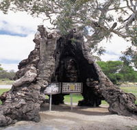 The Herbig Family Tree