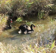 Tamar Island Wetlands Reserve and Interpretation Centre - Accommodation Brisbane